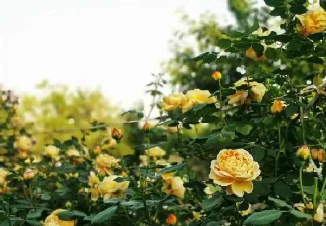 植物常识问题|爬藤月季哪个品种最好看（哪一款爬藤月季最好养最美）