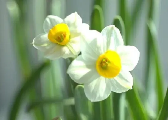 植物常识问题|水仙为什么光长叶子不开花