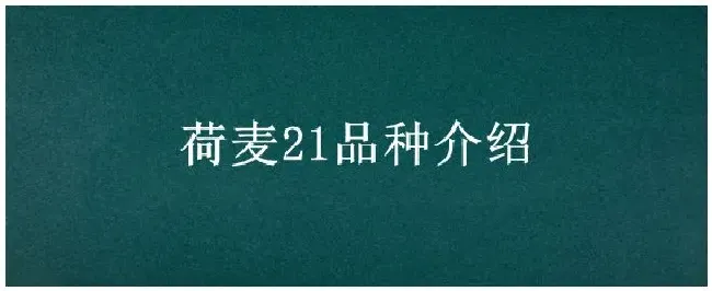 荷麦21品种介绍 | 农业问题