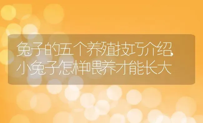 兔子的五个养殖技巧介绍,小兔子怎样喂养才能长大 | 养殖常见问题