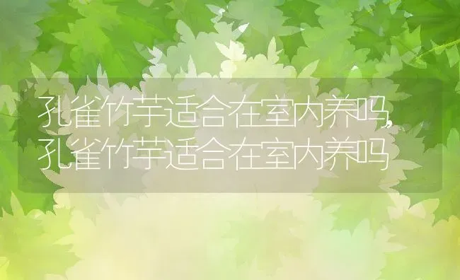 孔雀竹芋适合在室内养吗,孔雀竹芋适合在室内养吗 | 养殖常见问题