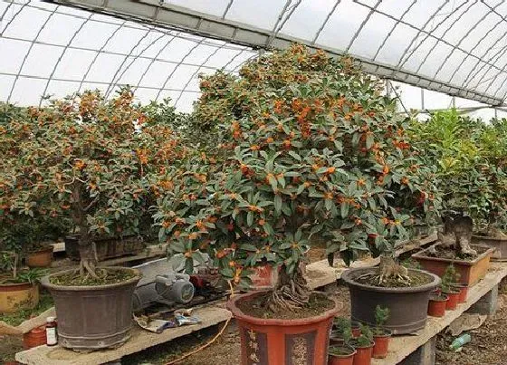 植物常识问题|桂花树为什么不开花是什么原因 桂花不开花的解决办法