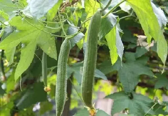 植物常识问题|丝瓜怎样种植管理高产（丝瓜露地丰产栽培和管理要点）