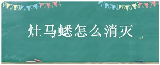 灶马蟋怎么消灭 | 农业常识