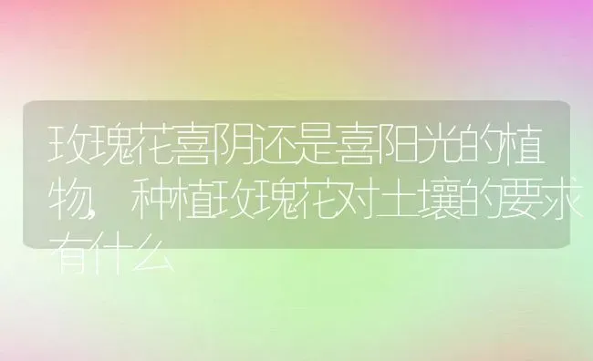 玫瑰花喜阴还是喜阳光的植物,种植玫瑰花对土壤的要求有什么 | 养殖常见问题