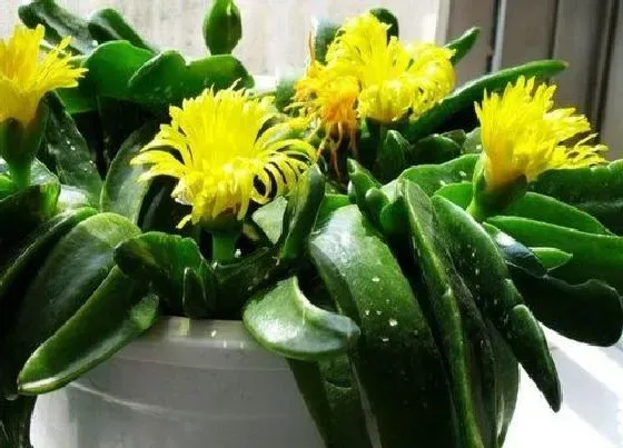 植物常识问题|佛手托金养殖方法