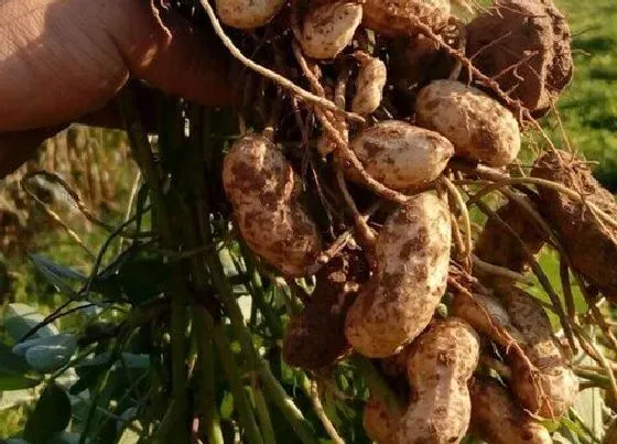 植物常识问题|拔花生什么时候拔最好（立秋多久是农村拔花生的季节）