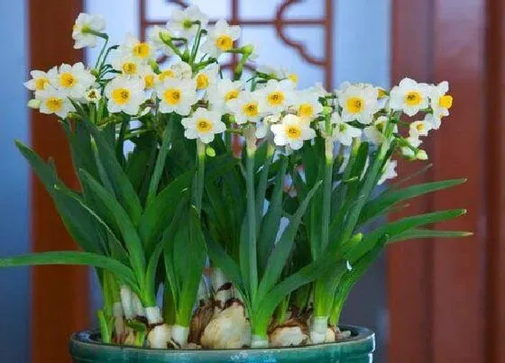 植物常识问题|水仙为什么光长叶子不开花