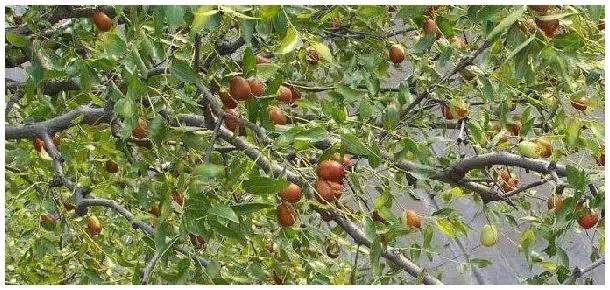 枣树需要扒皮吗 | 农业问题