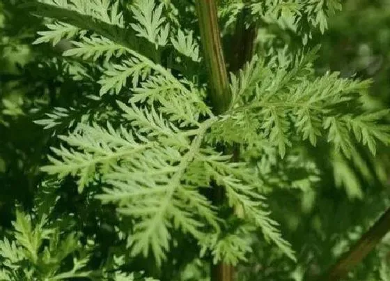 植物常识问题|青蒿和艾草的区别