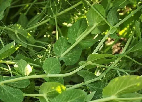 植物常识问题|蔬菜品种