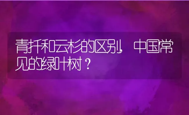 青扦和云杉的区别,中国常见的绿叶树？ | 养殖常见问题