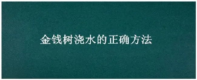 金钱树浇水的正确方法 | 科普知识