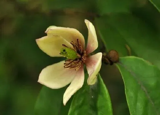 植物常识问题|含笑花怎么养护开花爆盆