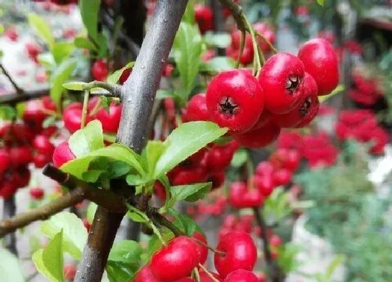 植物常识问题|吉祥果养殖细节