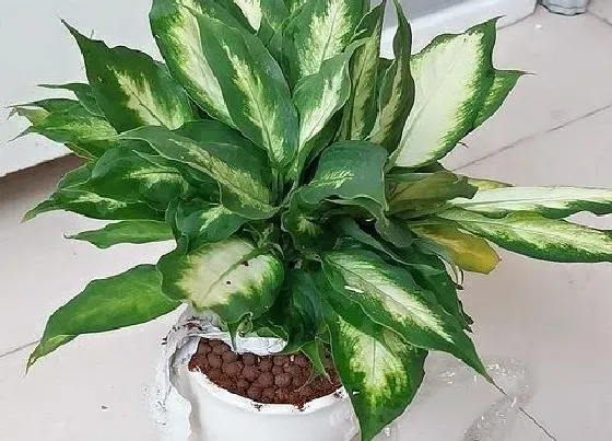 植物常识问题|万年青长什么样子