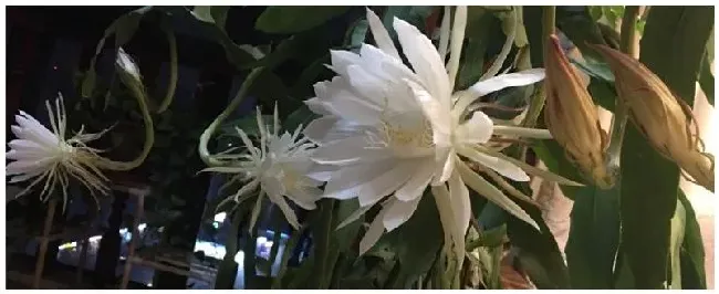 昙花怎么施肥 | 三农答疑