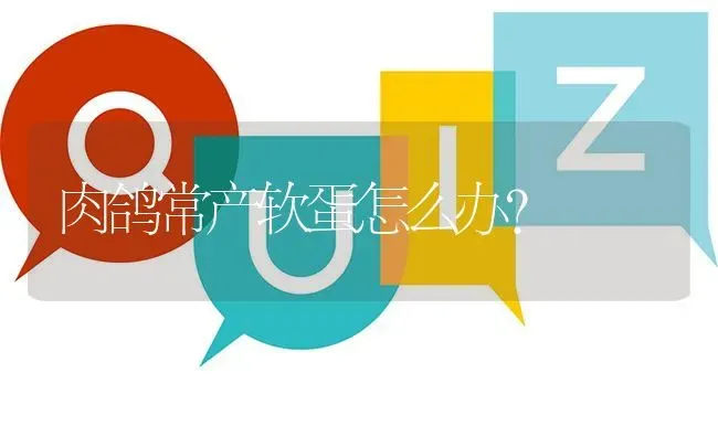 肉鸽常产软蛋怎么办? | 养殖问题解答