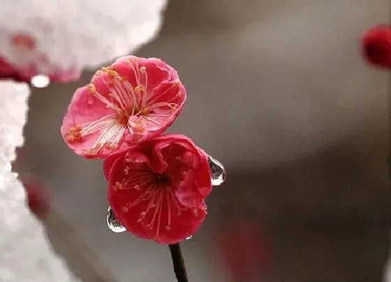 植物常识问题|梅花在什么季节开放 是冬季还是春季开花