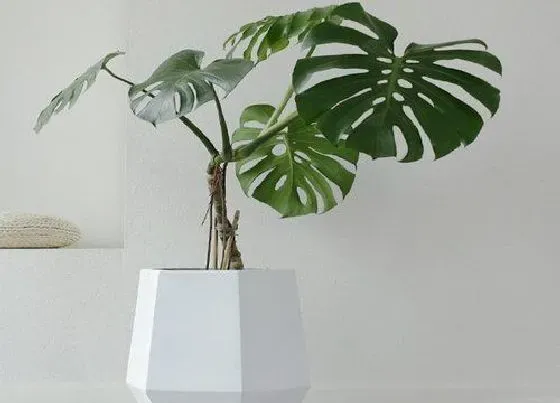 植物常识问题|空气净化植物十大排名