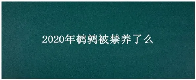 2020年鹌鹑被禁养了么 | 生活常识
