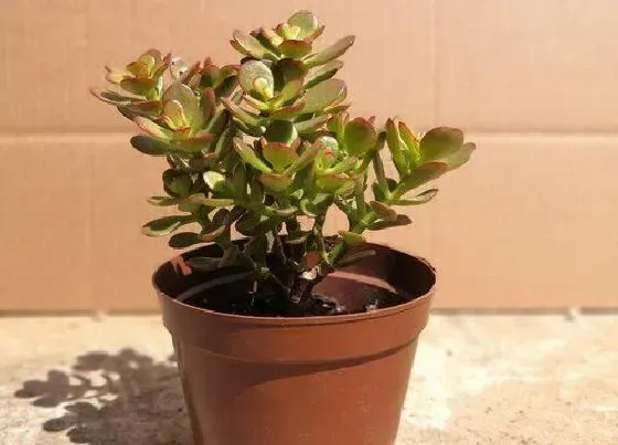 植物常识问题|玉树夏天叶片软塌塌该怎么养护