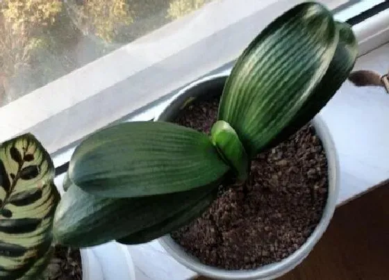 植物常识问题|如何养护君子兰叶片整齐像蒲扇