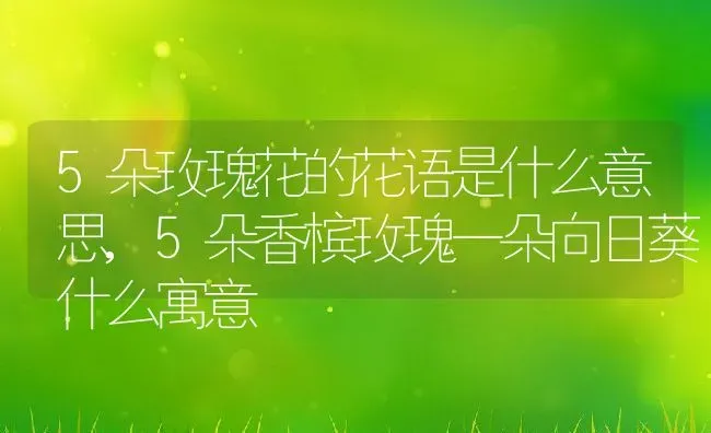 5朵玫瑰花的花语是什么意思,5朵香槟玫瑰一朵向日葵什么寓意 | 养殖常见问题