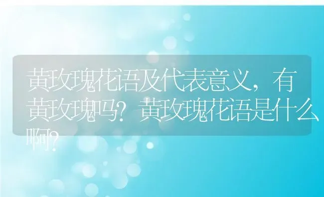 黄玫瑰花语及代表意义,有黄玫瑰吗?黄玫瑰花语是什么啊？ | 养殖常见问题