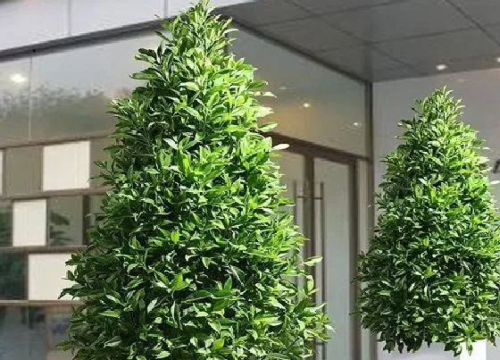 植物常识问题|夏季茉莉花不开花的原因及解决方法