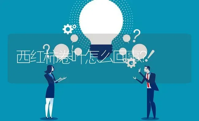 西红柿卷叶怎么回事? | 养殖问题解答