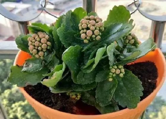 植物常识问题|长寿花怎么养护很快再次开满枝头