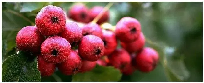 山楂树的种植方法 | 科普知识