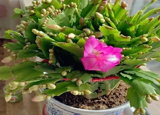 植物常识问题|扦插的蟹爪兰如何养护