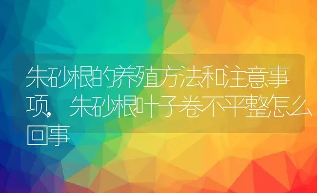 朱砂根的养殖方法和注意事项,朱砂根叶子卷不平整怎么回事 | 养殖常见问题