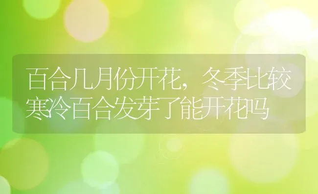 百合几月份开花,冬季比较寒冷百合发芽了能开花吗 | 养殖常见问题