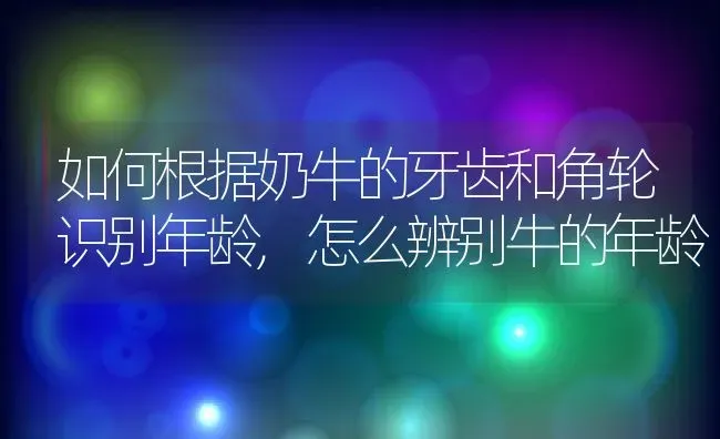 如何根据奶牛的牙齿和角轮识别年龄,怎么辨别牛的年龄 | 养殖常见问题