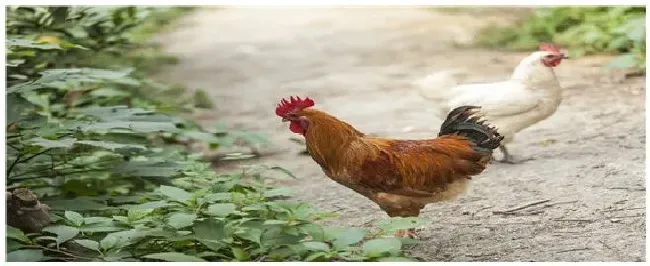 什么药可使鸡增加采食量 | 三农问答