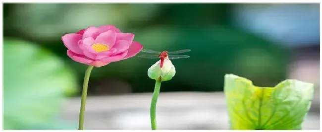 以氮为主的花肥有哪些 | 农业答疑