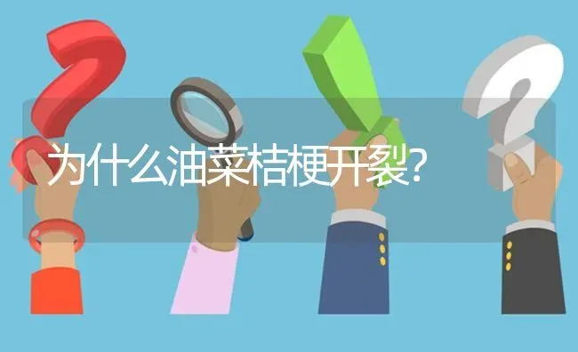 为什么油菜桔梗开裂? | 养殖问题解答