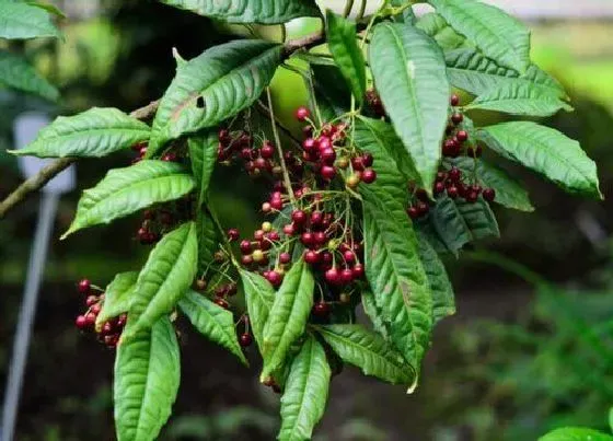 植物常识问题|十大剧毒野果名字及图片 毒性最强的野果有哪些