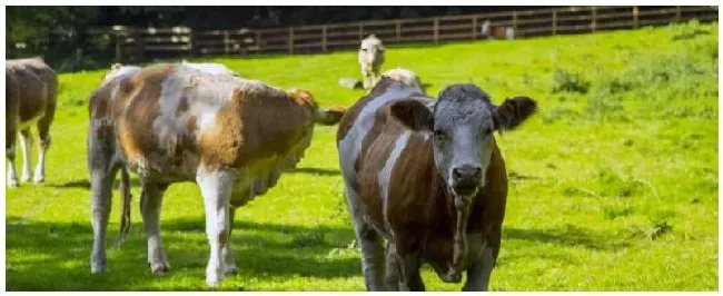 简述奶牛难产的处理原则是什么原因导致的 | 科普知识