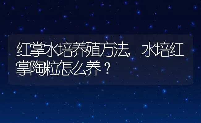 红掌水培养殖方法,水培红掌陶粒怎么养？ | 养殖常见问题