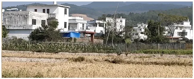 欧石竹的繁殖方法 | 农业问题