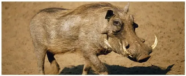 疣猪和野猪的区别 | 农业答疑