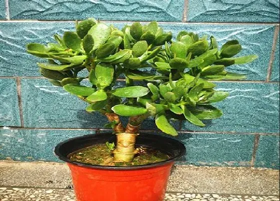 植物常识问题|玉树夏天叶片软塌塌该怎么养护