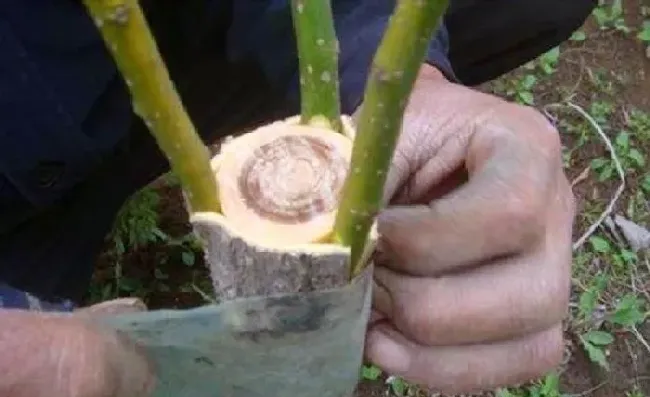 植物常识问题|果树嫁接用花芽还是叶芽（用花芽嫁接会长出枝条吗）