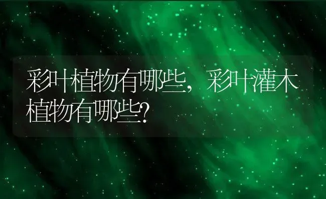 彩叶植物有哪些,彩叶灌木植物有哪些？ | 养殖常见问题