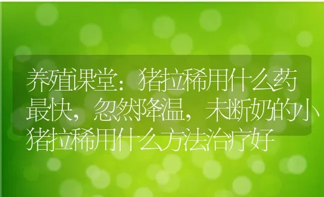 养殖课堂:猪拉稀用什么药最快,忽然降温，未断奶的小猪拉稀用什么方法治疗好 | 养殖常见问题