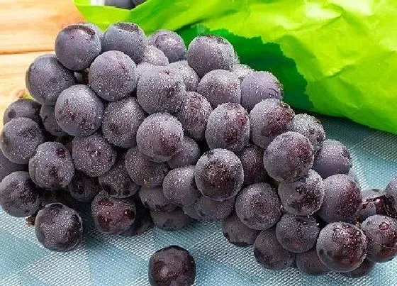 植物常识问题|葡萄成熟季节是几月份 成熟后口感味道如何